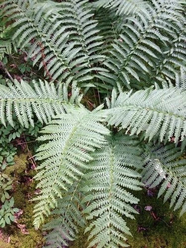 Cinnamon Ferns 5-Pack Live Rooted Plants Osmundastrum cinnamomeum Southern Alabama Heirloom
