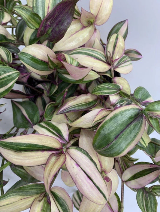 Variegated Tradescantia Cuttings - Discolor Multicolor - 2 Stem Cuttings - Zebrina Plant