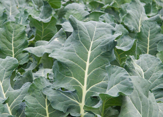 Collard Greens Seeds - Heirloom Vates Variety - Non-GMO, Delicious Green for Salads and Cooking