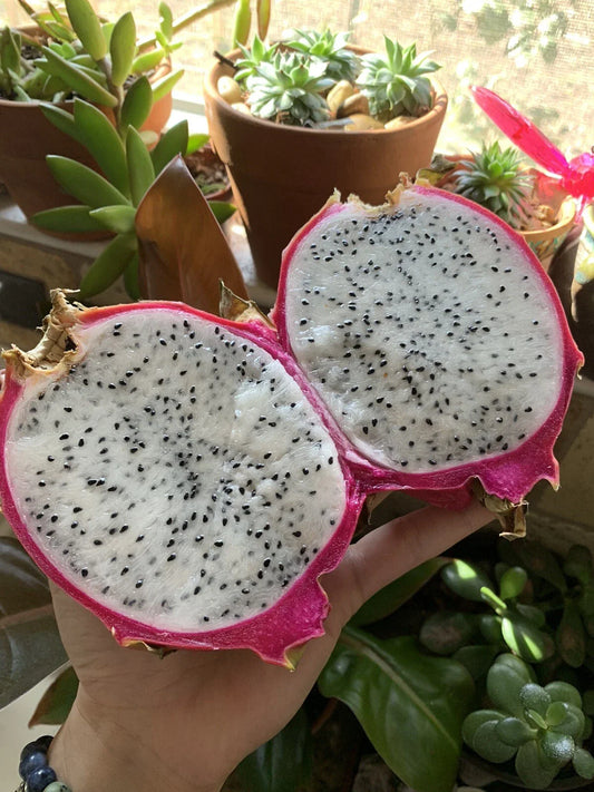 White Dragon Fruit Seeds - 100 Pack - Pitaya Hylocereus Undatus - Rare Cactus Seeds for Home Gardening