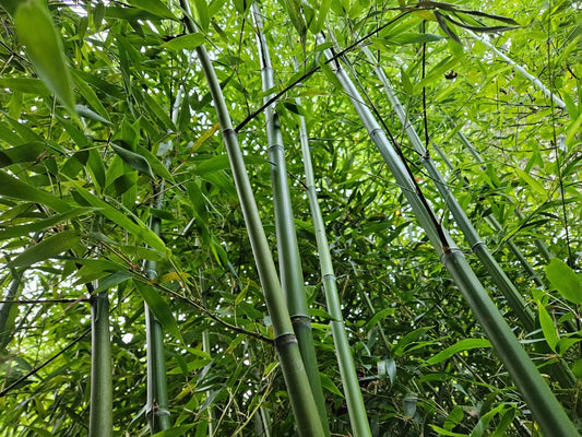 Live Rhizomes – Madake Bamboo Privacy Screen (Phyllostachys bambusoides) – Hardy, Fast-Growing Bamboo Plants for Landscaping