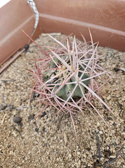 E. polycephalus Cactus, 4" Size, Clustered Growth, Arizona Snowcap Cactus (Echinocactus polycephalus)