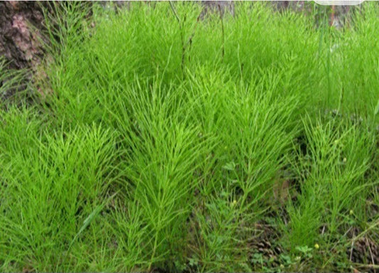 Horsetail Shavegrass Bareroot Plants, Edible Herb, Common Native, 20-30 Value Plants, Equisetum arvense