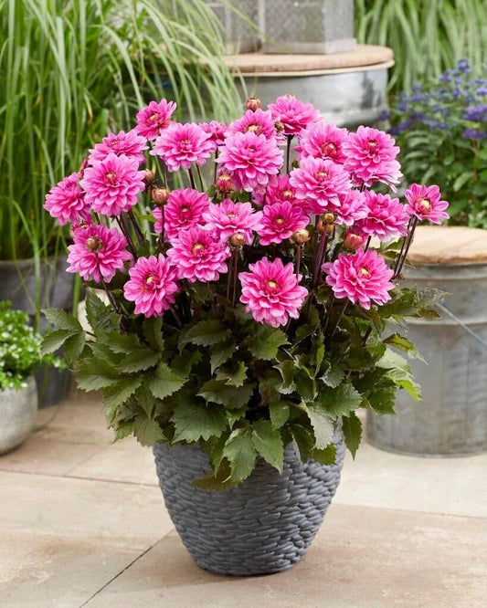 Dahlia Tubers - 3 Large "Fanfare" Melody Tubers for Planting - Dahlia pinnata