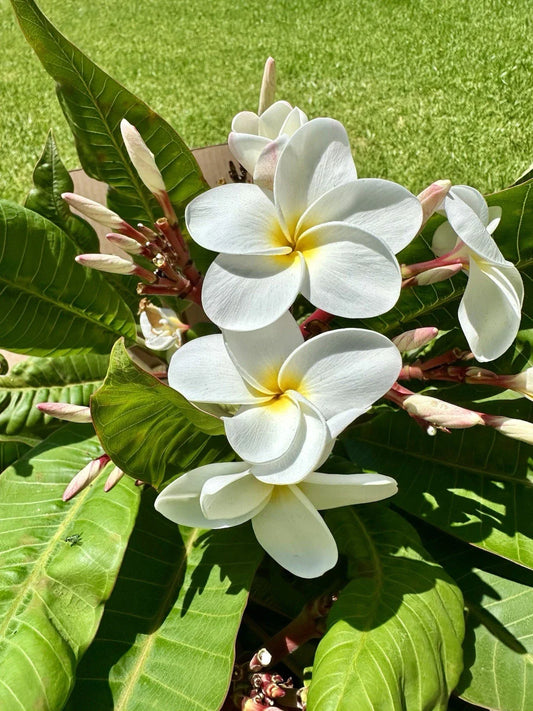 White Plumeria Cuttings 10"-12" - Root Ready, Tropical Flowering Plant, Frangipani (Plumeria spp.)