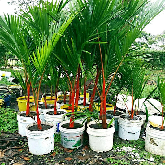 Red Sealing Wax Tree Seeds - Lipstick Palm - Rare Indoor Plant Seeds (Cyrtostachys renda)