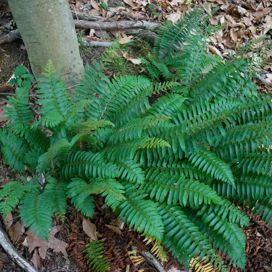 Christmas Fern Roots - 5 Bare Root Plants - Polystichum Acrostichoides - Hardy Perennial Ground Cover