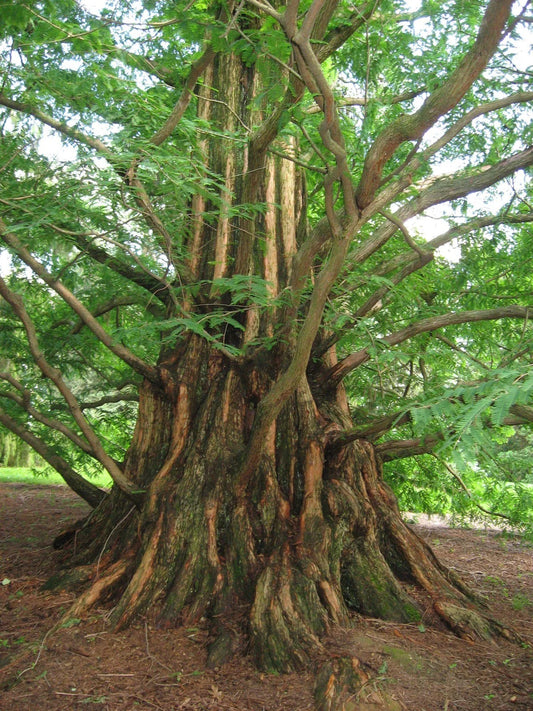 Dawn Redwood Seeds - 50 Pack Metasequoia glyptostroboides - Fast-Growing Coniferous Tree for Landscaping and Gardens