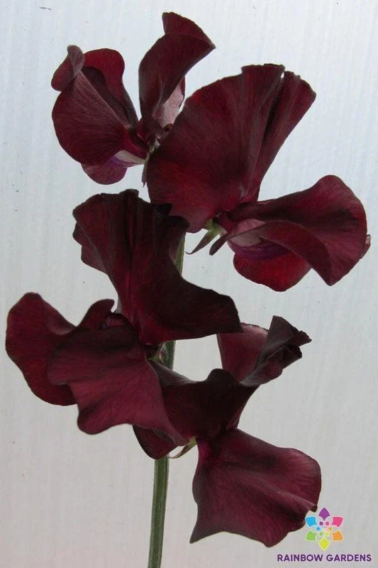 Windsor Sweet Pea 50 Seeds for Garden Planting - Lathyrus odoratus - USA Grown - Free Shipping