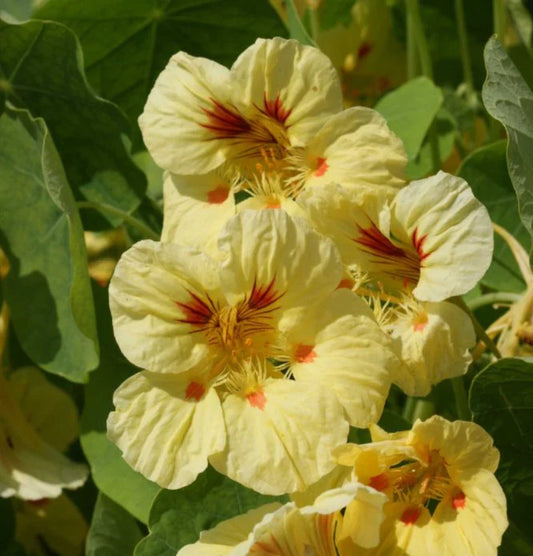 Nasturtium Seeds - Peach Melba Dwarf, Edible, Non-GMO, 25 Seeds, Tender Perennial, USA
