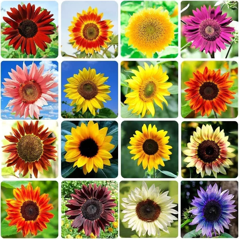 Heirloom Sunflower Seeds for Planting, Bulk 15 Varieties Mix, Non-GMO, Helianthus annuus
