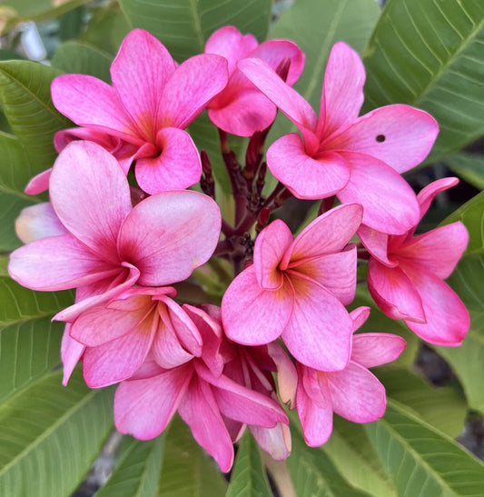 Plumeria Cutting with Grow Tip - Bewitched Variety - Fresh Plant Cutting - Tropical Flowering Plant (Plumeria spp.)