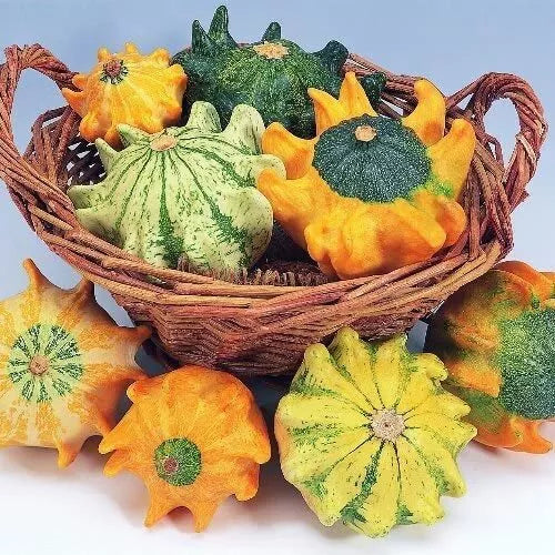 Crown of Thorns Gourd Seeds - 10 Seeds - Exotic Fingered Squash - Curcubita ficifolia