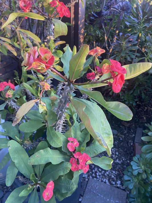 Crown of Thorns Cutting 5 Inch Marble Red & Yellow Euphorbia milii, Large Bloom, Succulent Plant Cutting