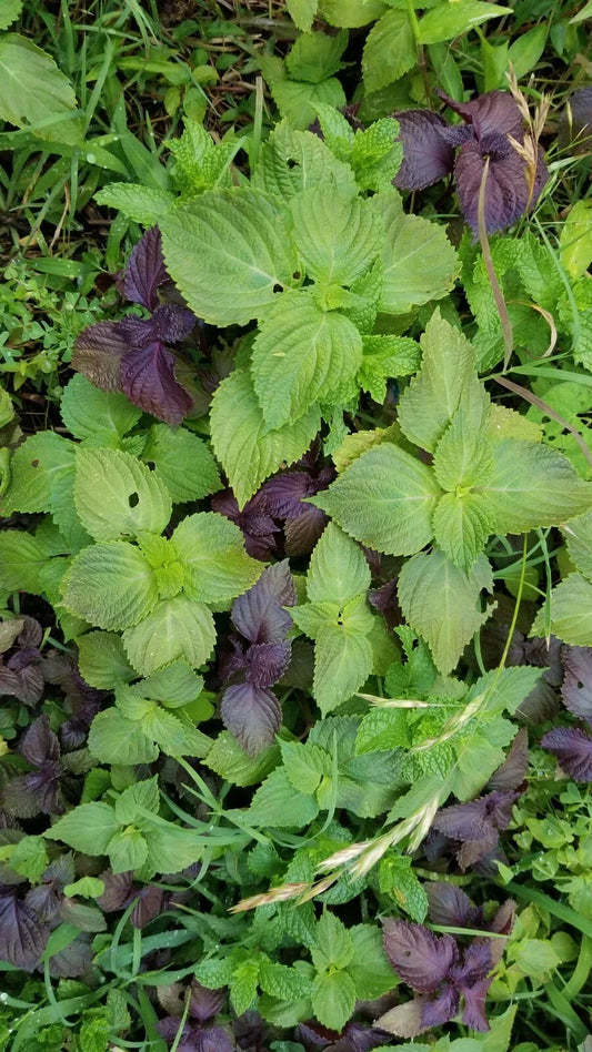 Shiso Perilla Plants Bundle - 12 Bare Roots + 12 Free Bonus Plants - Perilla frutescens