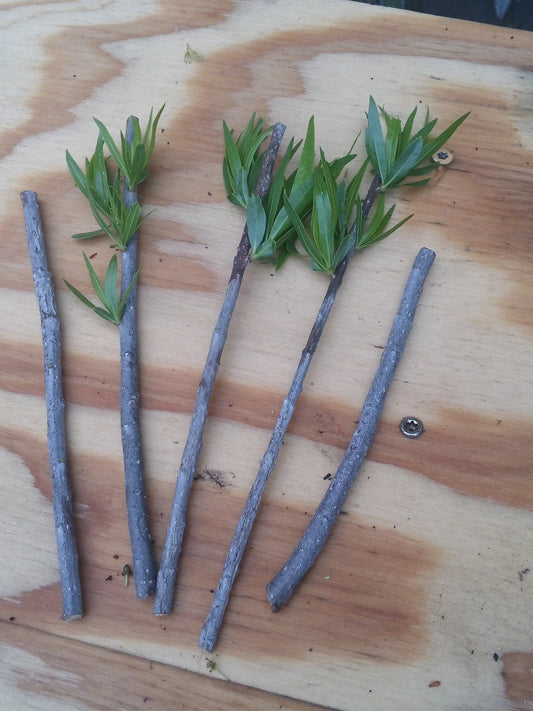 Podocarpus Macrophyllus Cuttings - Japanese Yew Bush Maki Evergreen - 10 Premium Cuttings for Planting