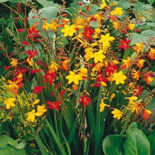 Crocosmia Flower Bulbs Mixed Color - Easy to Grow Planting Bulbs for Garden, Crocosmia spp.