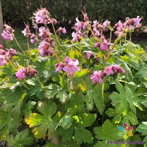 Ingwersen's Variety Geranium 25 Seeds - for Garden - Pelargonium x hortorum - USA Grown, Free Shipping