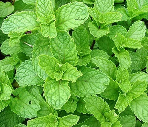 Spearmint Seeds - 215 Count - Sweet Herb Spice - Mentha spicata - GroCo USA
