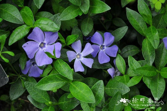 Periwinkle Vinca Minor 100 Pack - Evergreen Ground Cover with Spring Flowers - Hardy Perennial Plant