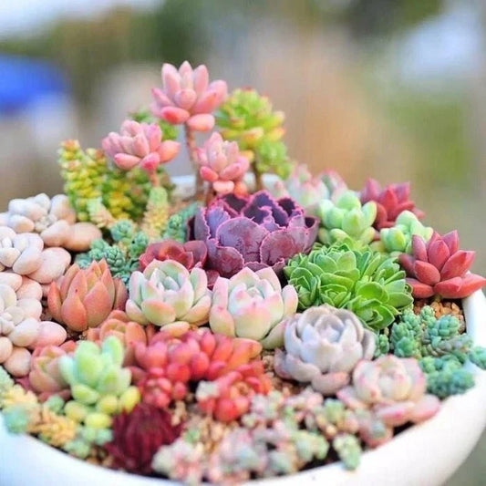 Mixed Succulent Plant Seeds - 100pcs Lithops Seeds for Unique Indoor Garden - Easy to Grow Succulents