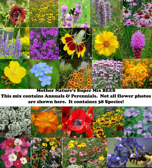 Wildflower Seed Mix - 1000 Non-GMO Seeds - 38 Species for Pollinators - Mother Nature's Super Mix