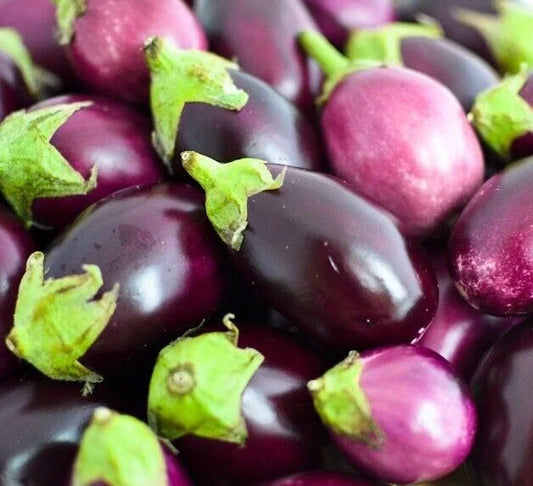 Round Eggplant Seeds 50+ Pack, Asian Culinary Vegetable Garden, Solanum melongena, Non-GMO