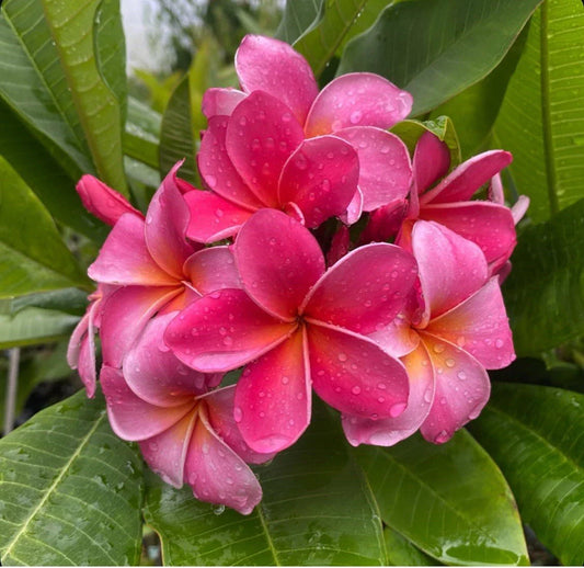 Rooted Plumeria Plant Cutting - 12" Pink - Frangipani (Plumeria) with 1 Tip
