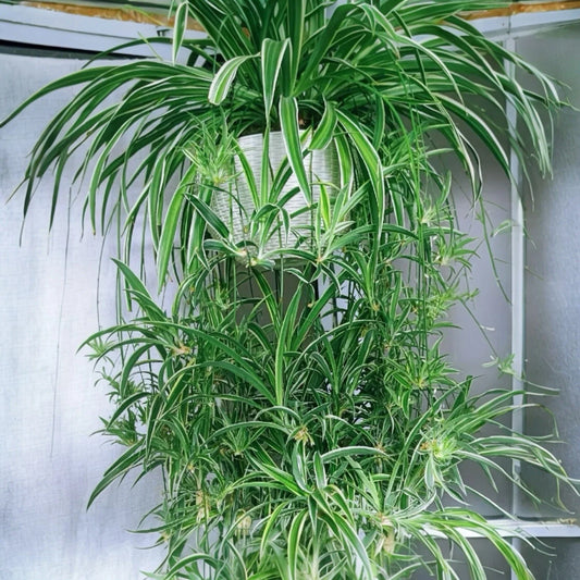 Reverse Variegated Spider Plant Cuttings - 2PCS - Air-Purifying, Fast-Growing - Chlorophytum comosum