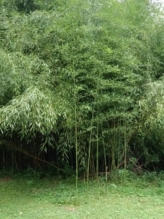 Mosso Bamboo Roots - 2 Free Pieces for Planting - Spring Seasonal Plant - Versatile Growth All Year (Phyllostachys edulis)