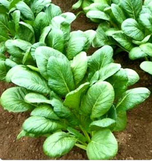 Komatsuna Spinach Mustard Seeds - 600+ Count, Tendergreen Variety, Brassica rapa var. perviridis