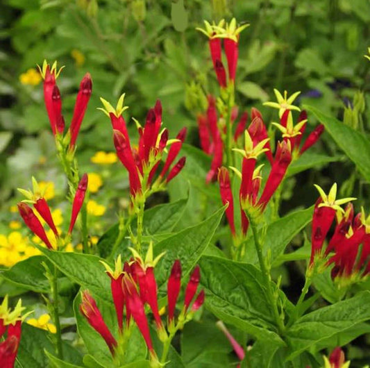 Indian Pink Perennial Bare Root Live Garden Plant - Spigelia Marilandica - Vibrant Pink Flowers for Garden Landscaping