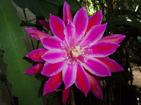 Epiphyllum Orchid Cactus Cutting - "TAKIN' IT TO THE STREETS" - Unique Variety for Indoor Gardening - Epiphyllum spp.
