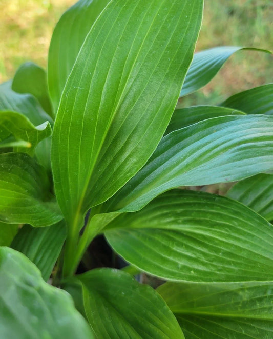 Hosta Lancifolia Live Bare Root Perennial Plant 2.5" Shade Loving Zone 3-9