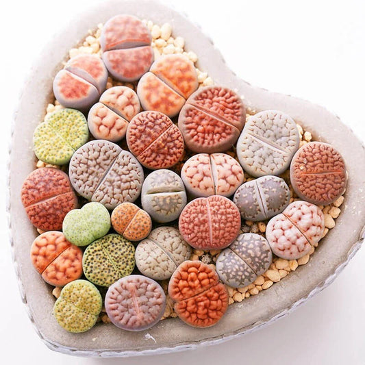 Mixed Lithops Seeds, 100pcs - Pseudotruncatella Living Stones Succulent Seeds for Planting