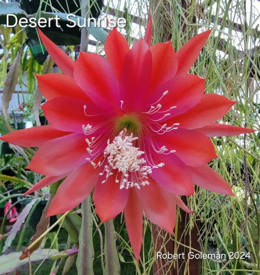 Epiphyllum 'Desert Sunrise' Unrooted Cutting - Rare Orchid Cactus - Tropical Succulent Plant