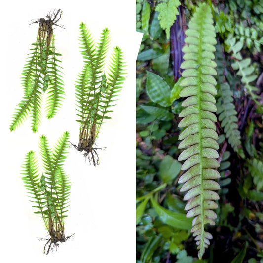 Rare Live Bare Plants x3: Blechnum Polypodiodes, Soft Leaves, Shade Tolerant, Exotic 4-Inch