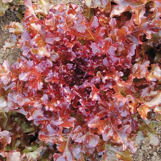 Red Salad Bowl Lettuce Seeds, NON-GMO, Heirloom Variety, Free Shipping, Lactuca sativa