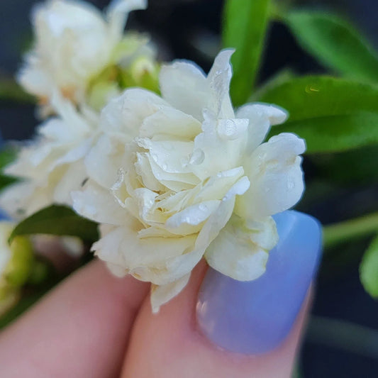 Lady Banks White Rose Bush Plant - Heirloom, Own Root, Fragrant, Double Bloom - Rosa banksiae
