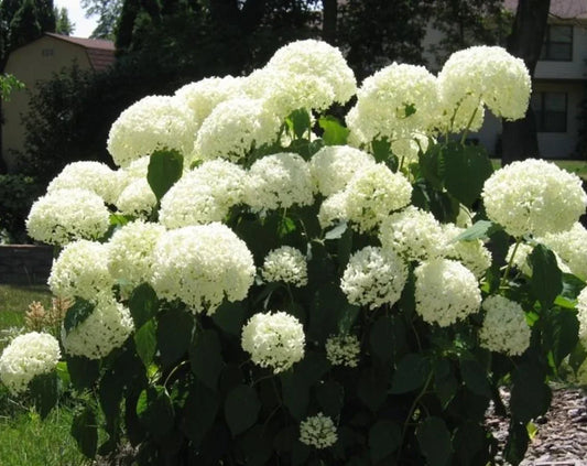 Deciduous Snowball Viburnum 4-12" Live Plant, White Blooms, Viburnum opulus, Full Sun, Zones 3-8, Fast-Growing, 4" Pot