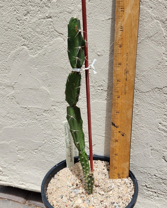 Live Rooted Triangle Cactus Plant - Acanthocereus Tetragonus - Unique Succulent from Naples Florida