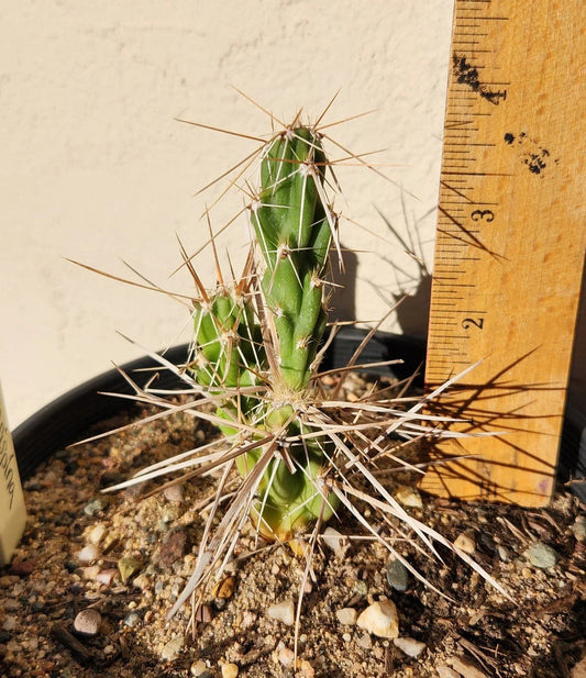 Live Rooted Cactus Plant - Densely-Spined Club Cholla - Grusonia densispina - Unique Succulent for Home or Garden