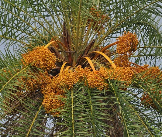 Phoenix Sylvestris Silver Date Palm Live Plant, 2+ Year Sapling, Hardy Indoor/Outdoor Plant for Gardens and Landscapes