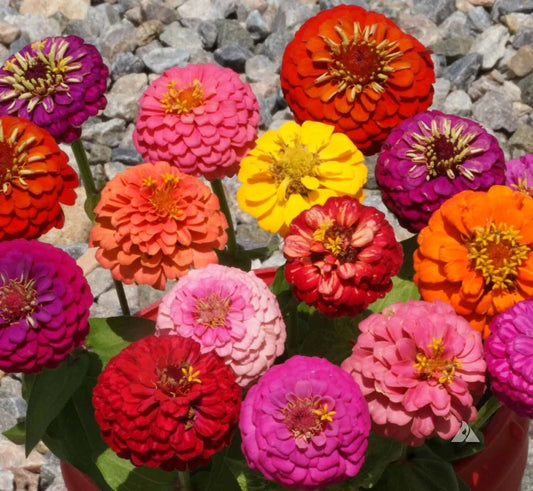 Thumbelina Zinnia Seeds Mix - Dwarf Colorful Flowers for Container Gardening - Perfect for Bouquets (Zinnia elegans)