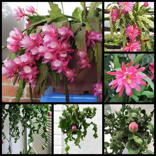 Live Epiphyllum 'Curly Locks' Orchid Cactus Succulent - 4" Bare Roots - Unique Green Houseplant for Indoor Gardening