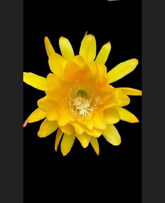 Yellow Tang Plant - Rooted Live Aquarium Fish - Zebrasoma flavescens
