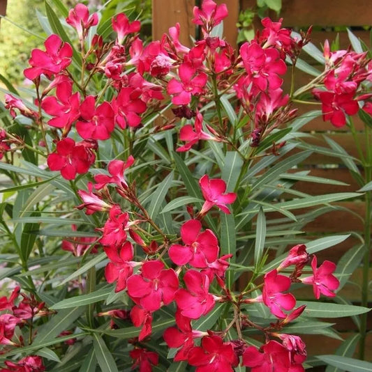 Oleander Seeds 50 Count Scarlet Red Nerium oleander