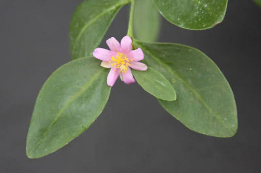 Rare Tuberous Root Succulent Plant - Pereskia weberiana Cactus with Caudex - 4"