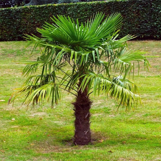 Windmill Fan Palm Tree Seeds - 10 Pack, Cold Hardy Variety, Trachycarpus fortunei