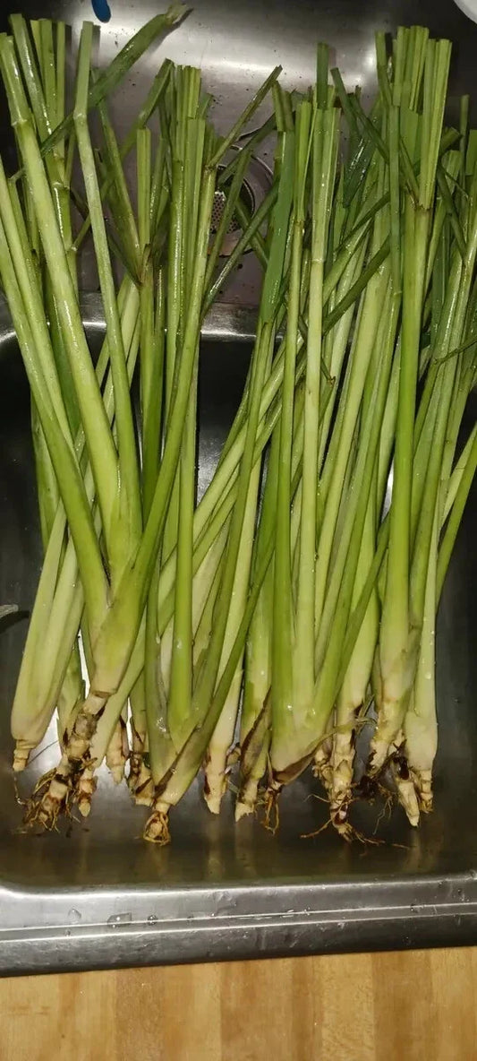 Organic Lemongrass Stalks - 6 Fully Rooted Plants for Gardening - Cymbopogon citratus